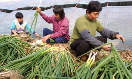 Chinese farm workers sort out leeks at an organic farm on the outskirts of Beijing