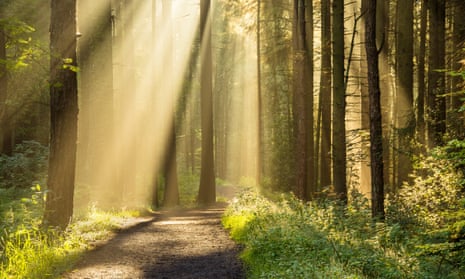 Bathed in light: a forest is the perfect place in which to unwind.