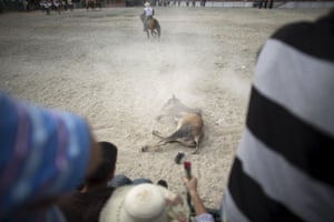 A calf falls during the lassoing event 