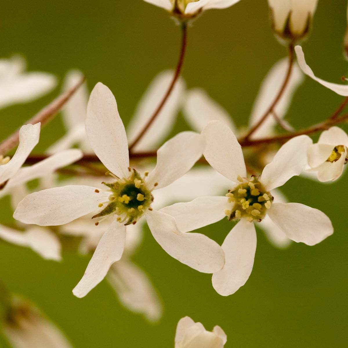 Juneberry The Blossom With Benefits Gardening Advice The Guardian