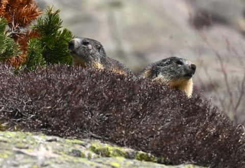 Duas marmotas em Artouste, perto de Laruns, no sudoeste da França.