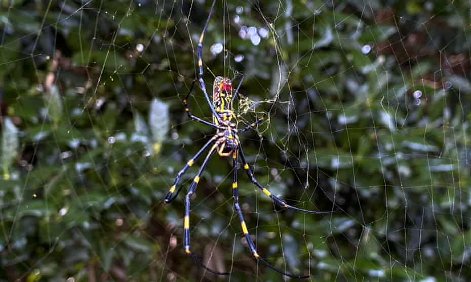 Huge invasive spiders native to Asia expected to spread along ...