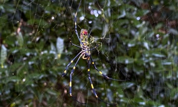 A large spider with blue and yellow stripes rests on a web