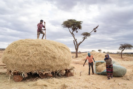 رجل يقف فوق كومة كبيرة من القش في منطقة قاحلة في إثيوبيا. يقف اثنان آخران بجانب القش على الأرض