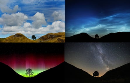 Four pictures of the tree at Sycamore Gap in daylight, at dusk, at night and during the northern lights.
