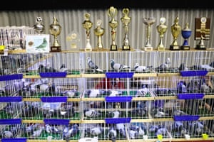 Competitors gather for the Racing Pigeons International Fair and National Exhibition in Katowice. Poland has one of the world’s largest number of pigeon fanciers in the world