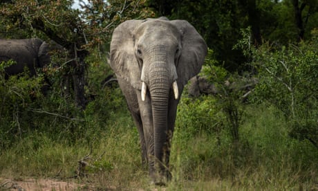 Un elefante de sabana en el parque nacional Kruger de Sudáfrica.