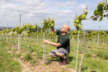 A man kneels down in a vineyard and tends to the vines in the sun