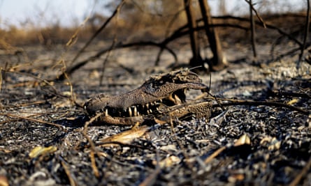 A burnt alligator’s skull lies among burnt vegetation