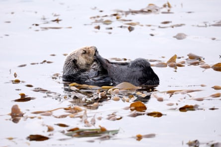 A sea otter grooms in a kelp bed near Morro Rock.
