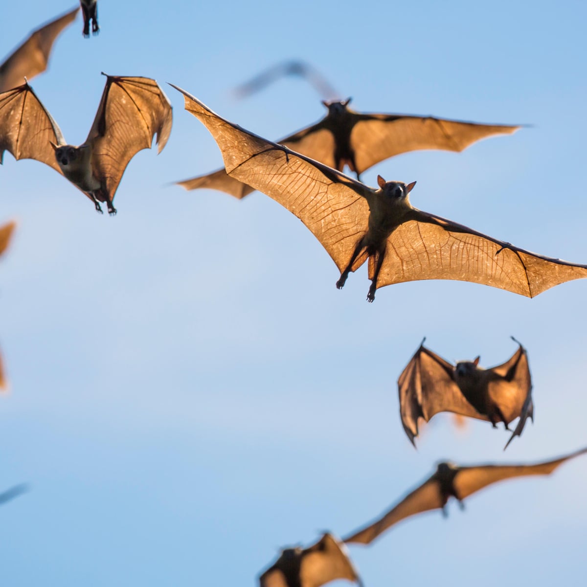 Bats are the death metal singers of the animal world, research shows |  Science | The Guardian