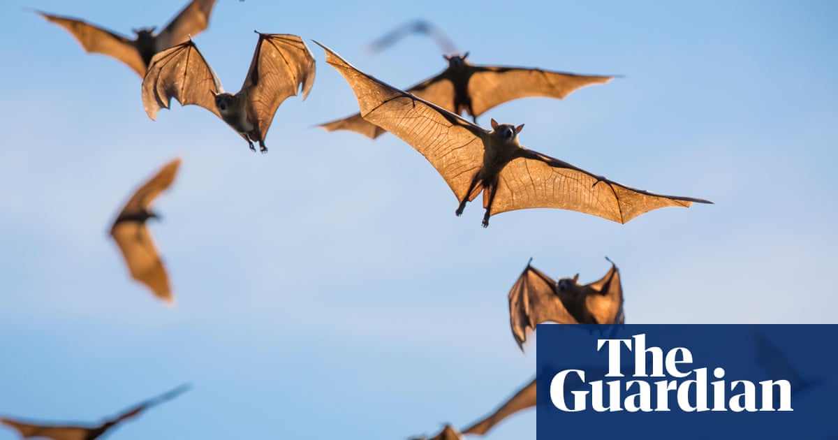 Bats are the death metal singers of the animal world, research shows