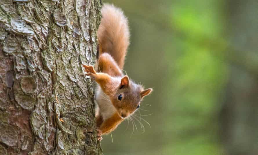 Red Squirrels, Cairngorms.