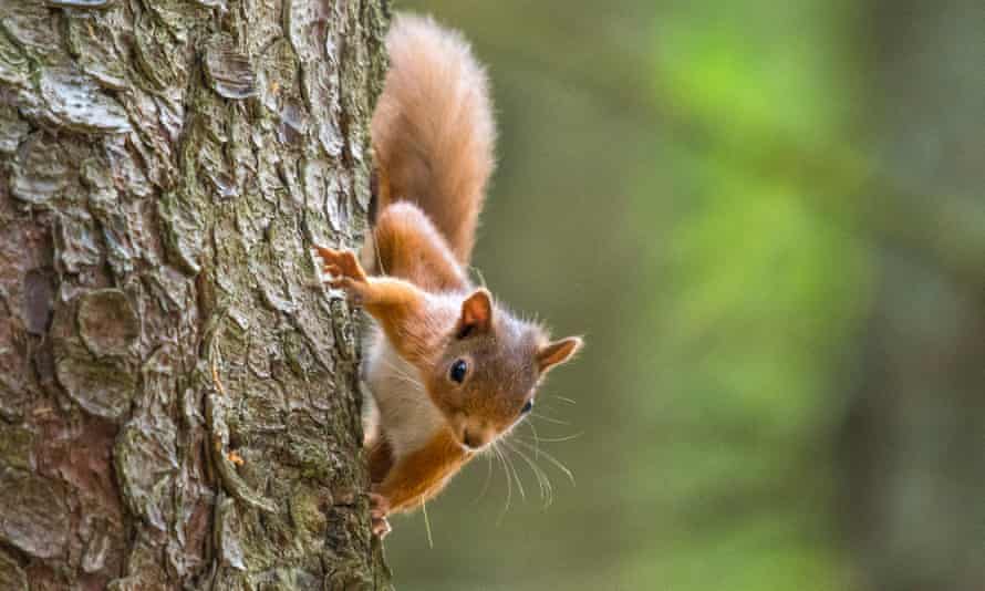 Squirrel, Cairngorms.