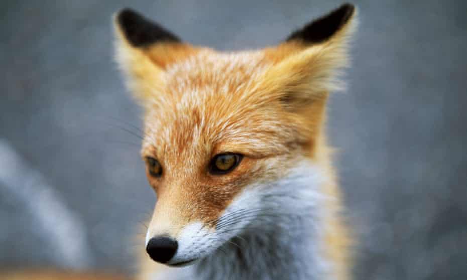 A Japanese red fox