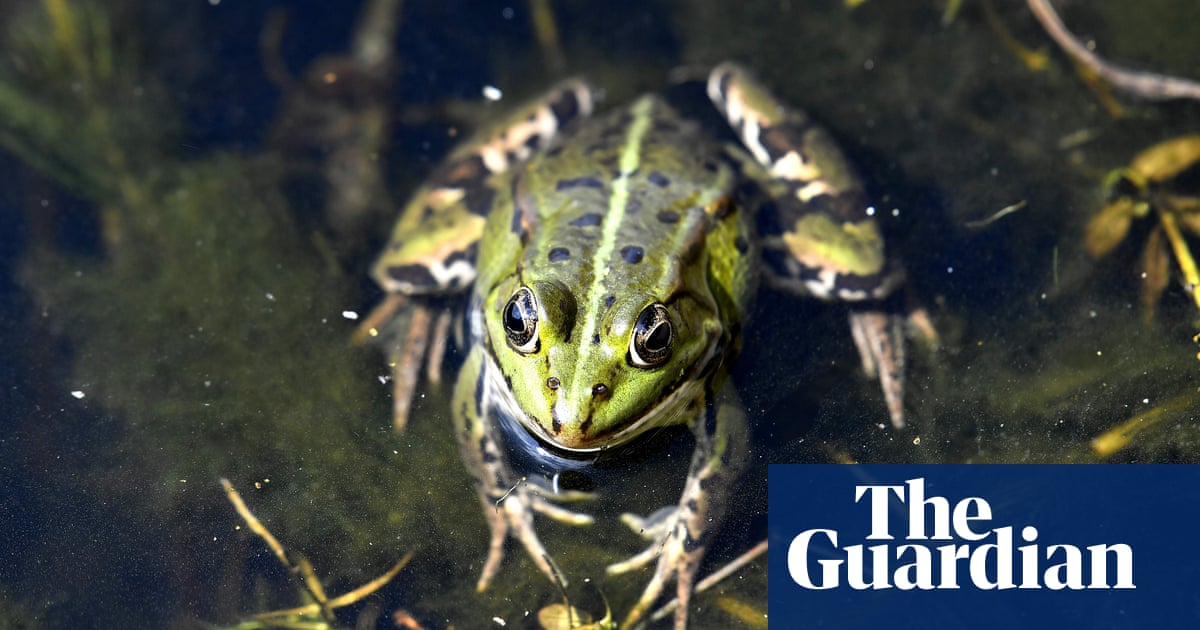 no-croaks-french-police-intervene-in-neighbours-frog-row