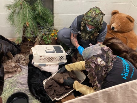 People in bear outfits take care of a baby bear nestled in blankets in a carrier