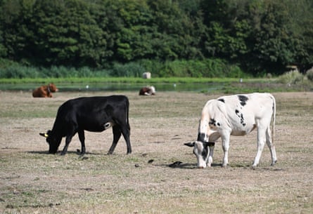 Cattle on Dorney Common, Buckinghamshire graze on parched grassland.