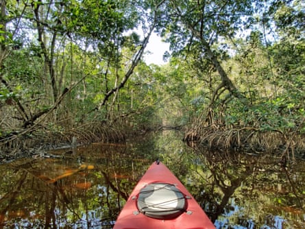 A mangrove tunnel in Everglades national park in Florida.