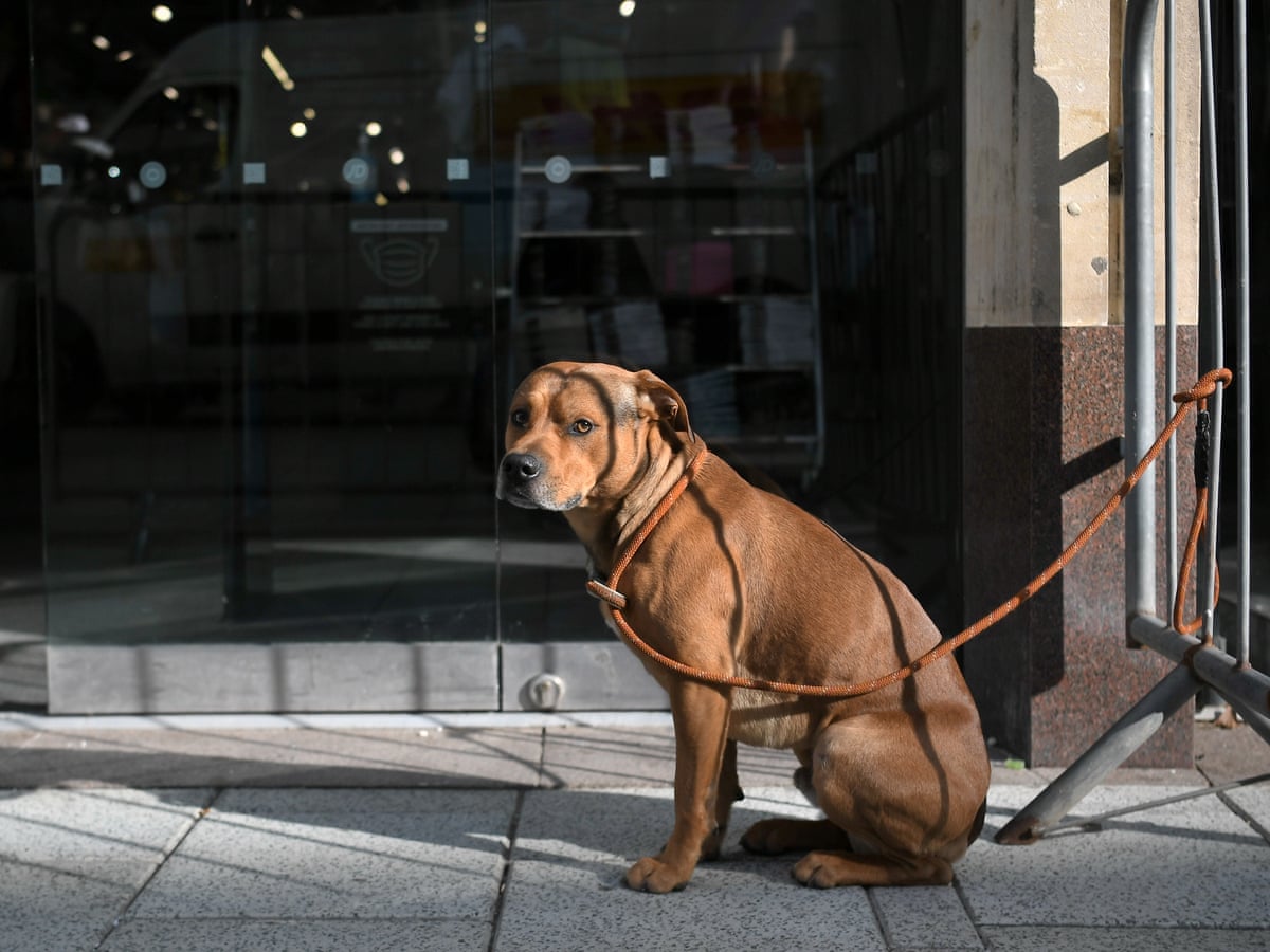 Shops and stores that welcome dogs | Dogs | The Guardian