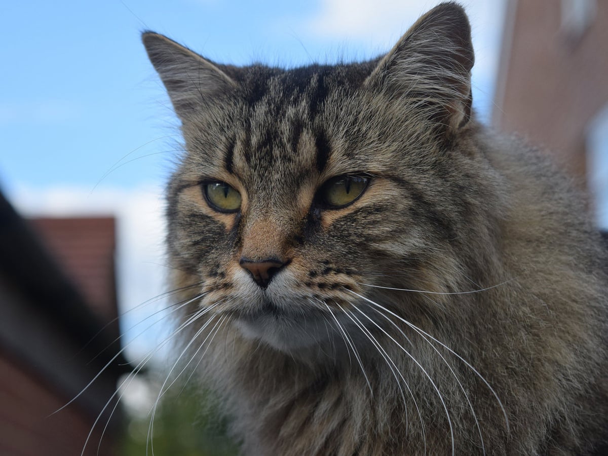 We Found The First Cat In The Uk With Covid 19 But There S No Need To Panic Willie Weir Opinion The Guardian