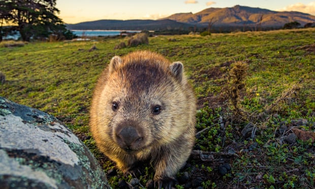 A wombat on Maria Island in Tasmania.