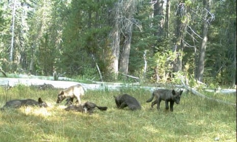 A wolf pack, captured on a trail camera near Mount Shasta in Siskiyou County, California.