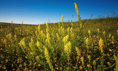 A new wildflower meadow in the South Downs