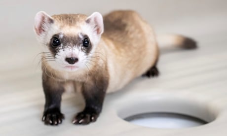Two endangered black-footed ferrets cloned from frozen tissue samples