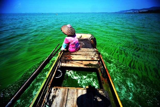 Algae in the water of Lake Taihu in China’s Jiangsu province