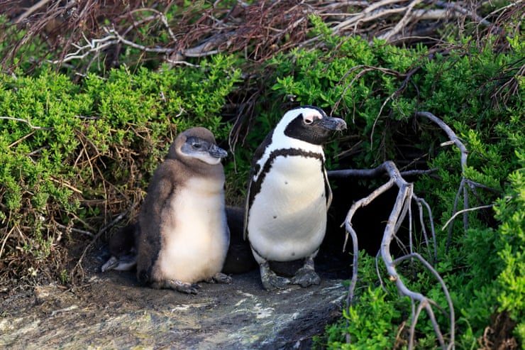A chick, left, and adult African penguin Photograph: Alamy