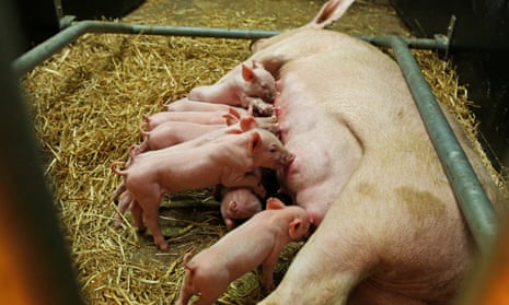 Pigs created using gene editing techniques at the Roslin Institute in Edinburgh