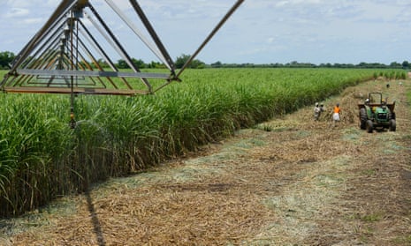 A sugar cane plantation in Lamego, Mozambique.