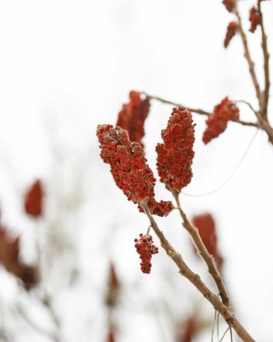 A red-tipped bush in winter