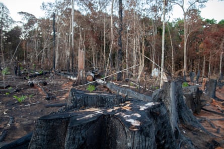 Burnt forest