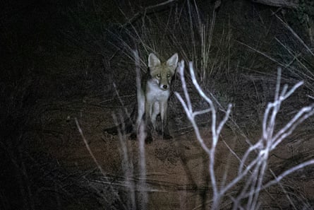 A fox at night