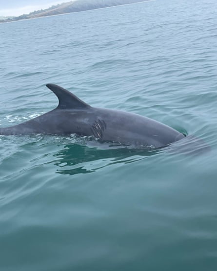 Reggie the dolphin