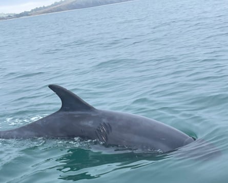 A dolphin surfacing to show a series of gashes to the right of its fin