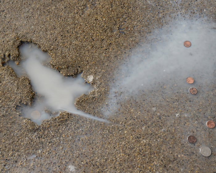 Chicago ‘Splatatouille’ was probably a squirrel, say researchers