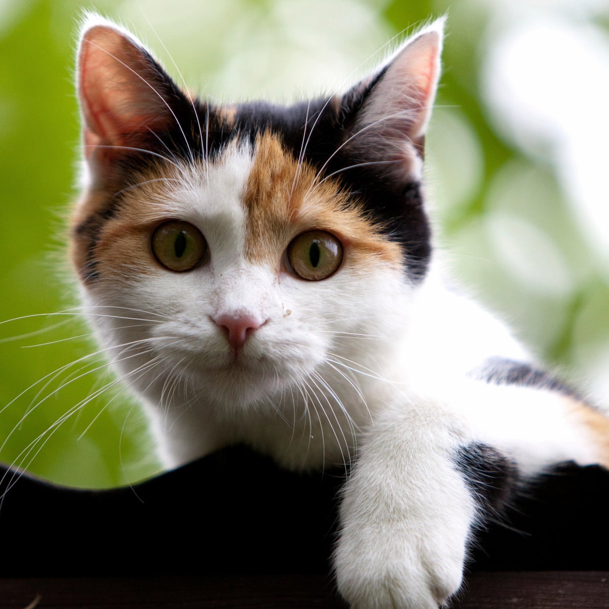 Dogs And Cats Living Together Joe Biden Says Feline Will Join White House Pets Joe Biden The Guardian Dogs And Cats Living Together Joe Biden Says Feline Will Join White House Pets Joe Biden The Guardian