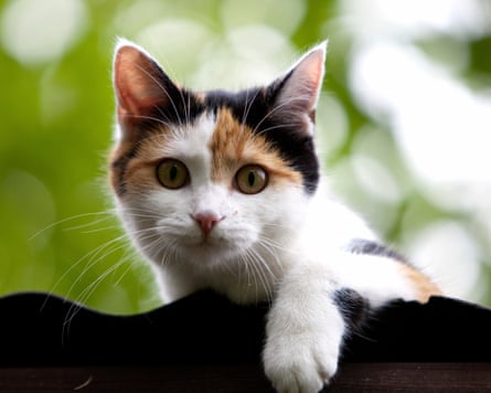 A tortoiseshell and white cat looking at the camera