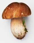 Penny bun mushroom.