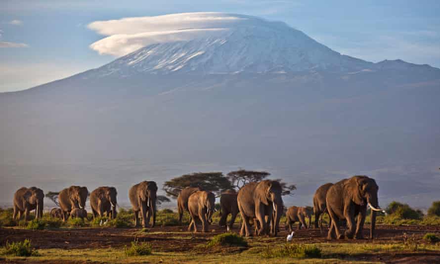 事实上 大象已经濒临灭绝 Environment The Guardian