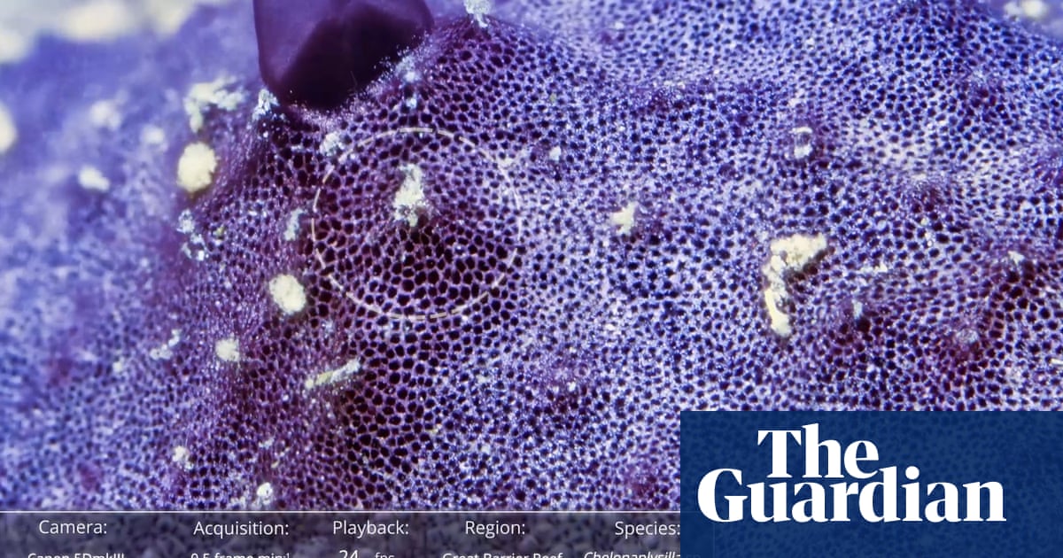Timelapse footage shows a sea sponge sneezing – video