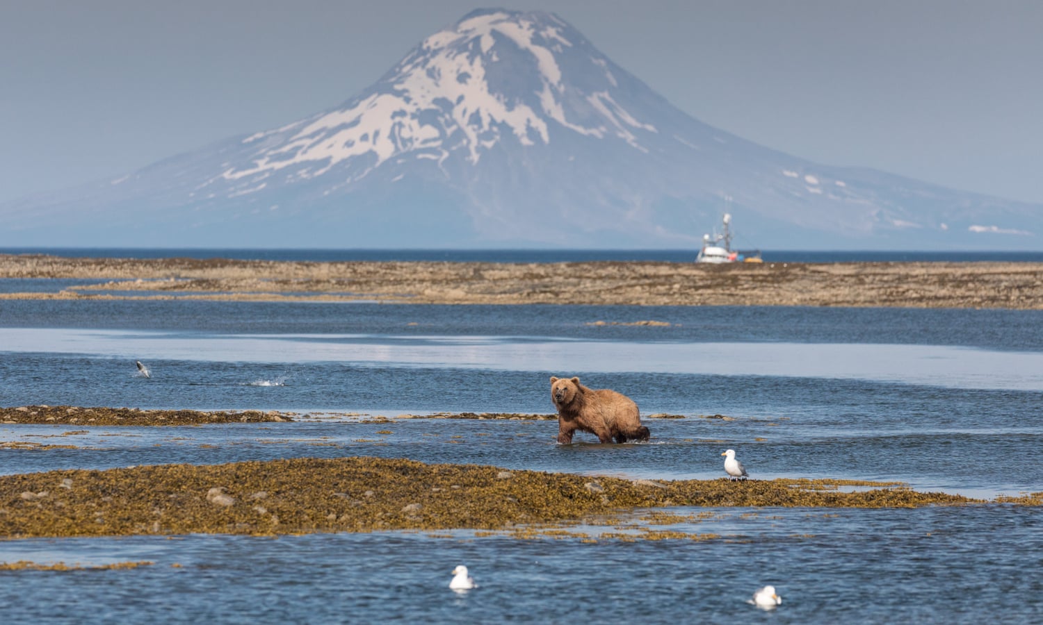 A proposed mine in Alaska will endanger brown bears – and much more A proposed mine in Alaska will endanger brown bears – and much more