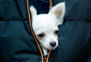 25 Ways You Know Your Dog Loves You And That They Re