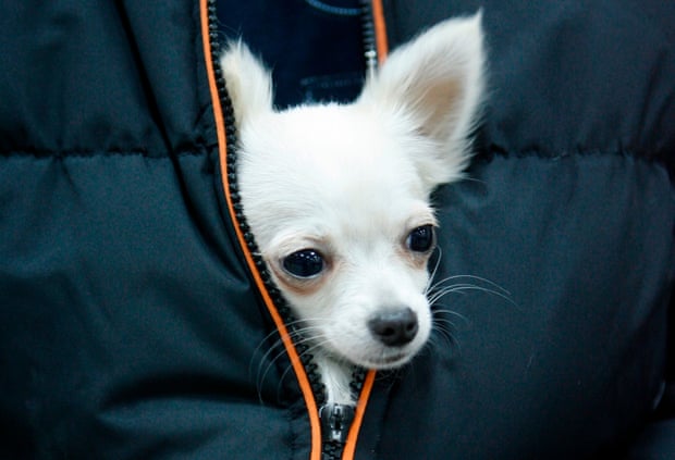 A Chihuahua is held by its owner as they arrive at an international dog show in Belgrade