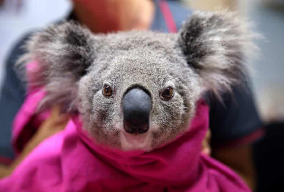 A koala named Lisa from Pappinbarra recovers from burns at The Port Macquarie Koala Hospital on November 29, 2019