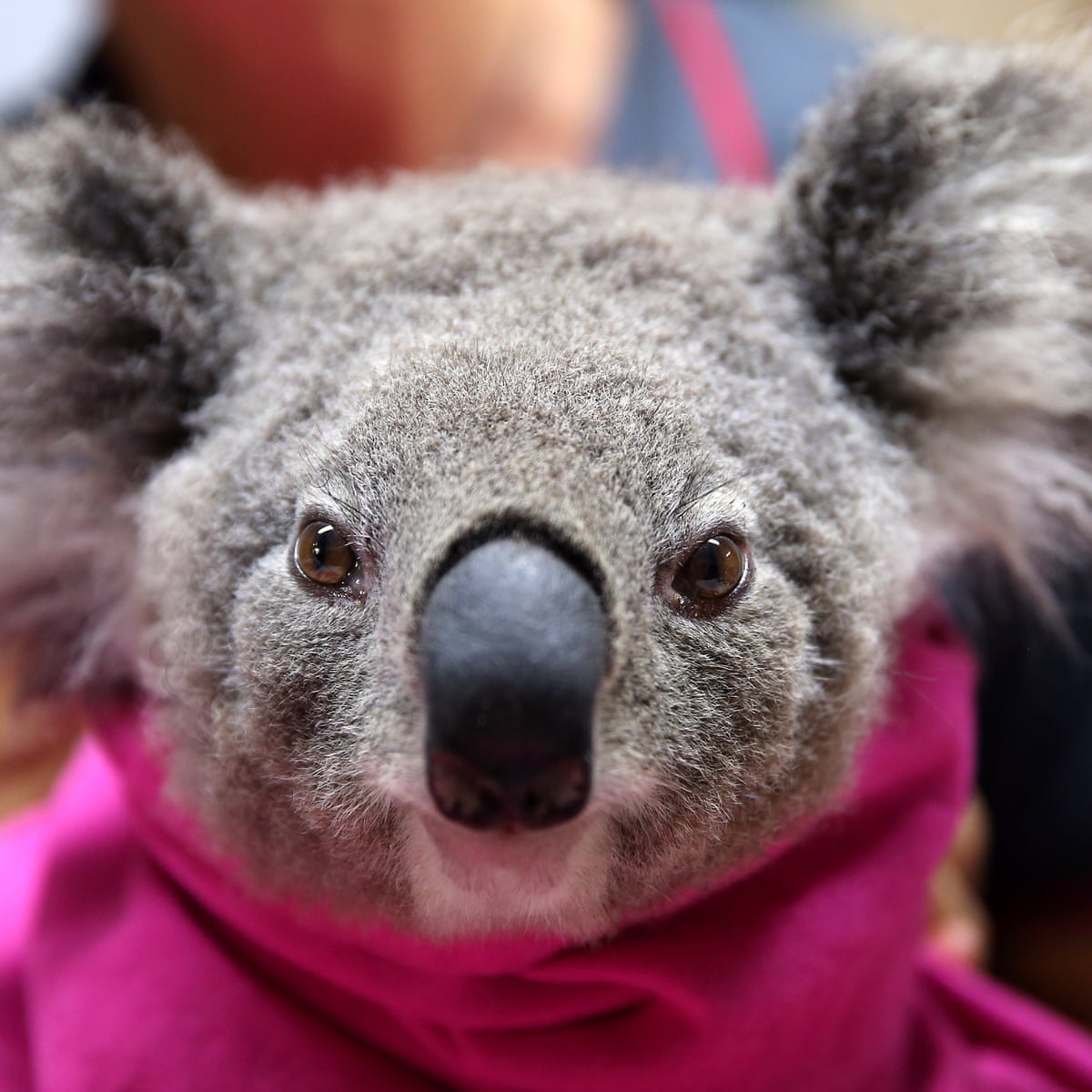 Calls To Declare Koalas Endangered As Population Declines By Two Thirds In Years Wildlife The Guardian Calls To Declare Koalas Endangered As Population Declines By Two Thirds In Years Wildlife The Guardian