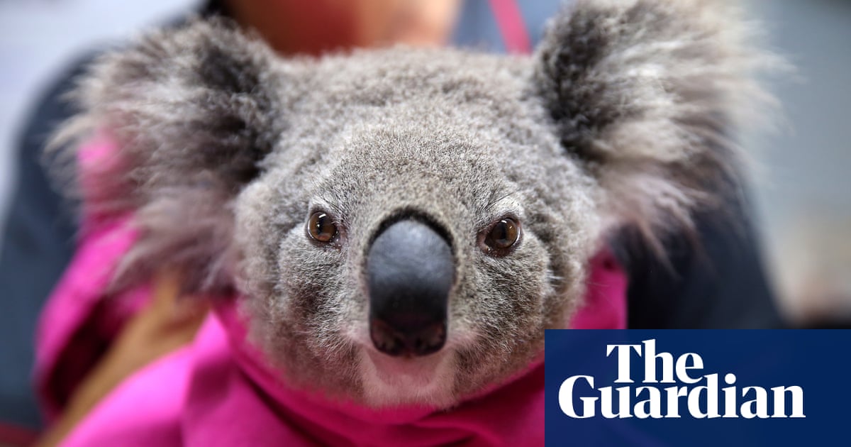 Calls To Declare Koalas Endangered As Population Declines By Two Thirds In 20 Years Environment The Guardian